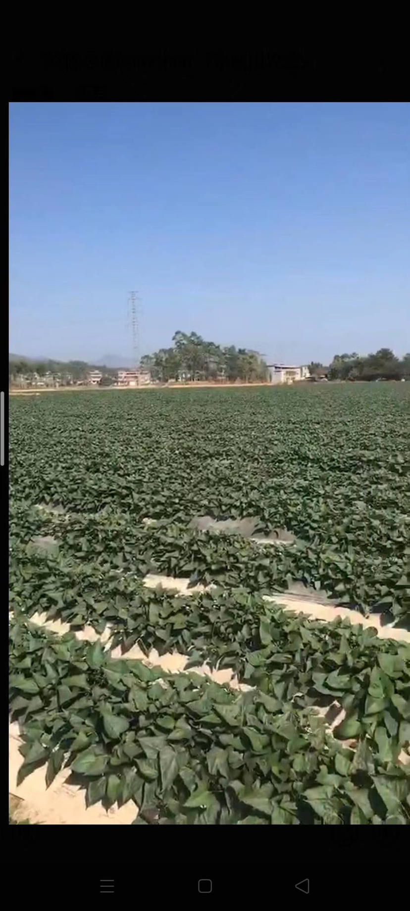 占地270亩基地，优质农业地，现成洒水设备，超高优质水质1