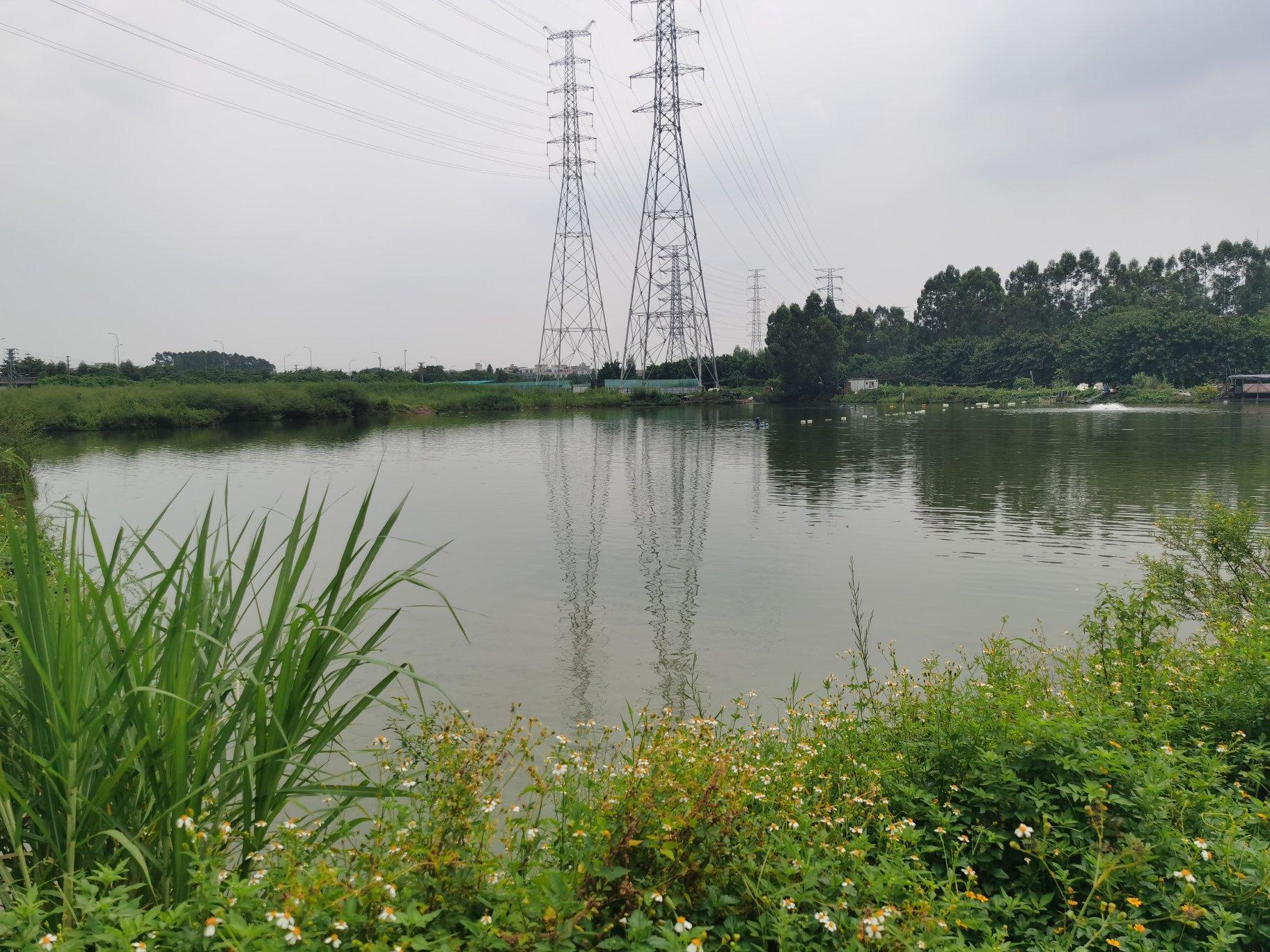 番禺区大龙街道20亩土地鱼塘出租，现成的鱼塘，交通便利，1