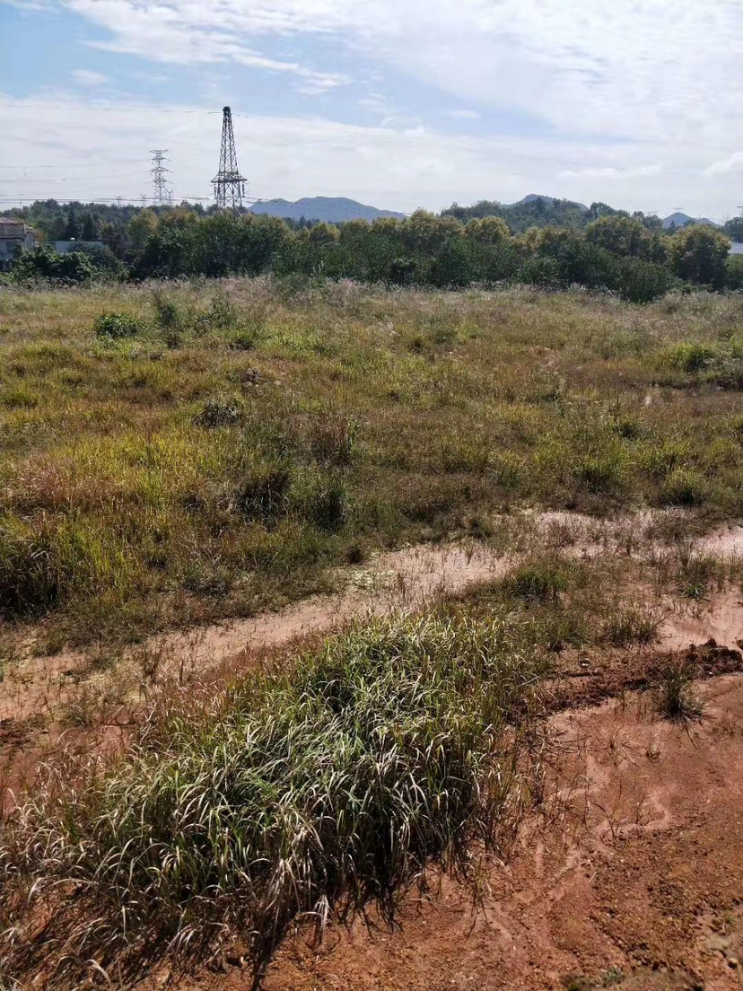 望城区百箬铺22亩集体土地出租1