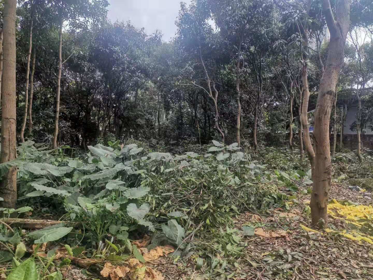 天河区车陂路边5000平方土地出租1