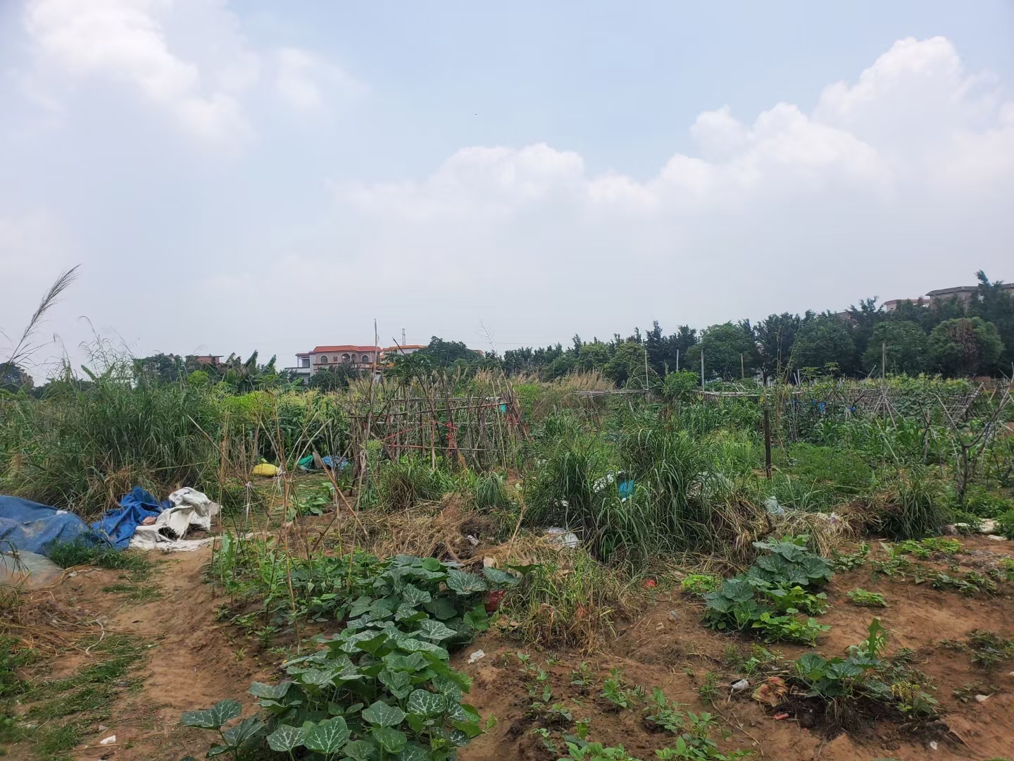 广东省广州市番禺区化龙镇大道边国有工业用地转让出售，工业用地4