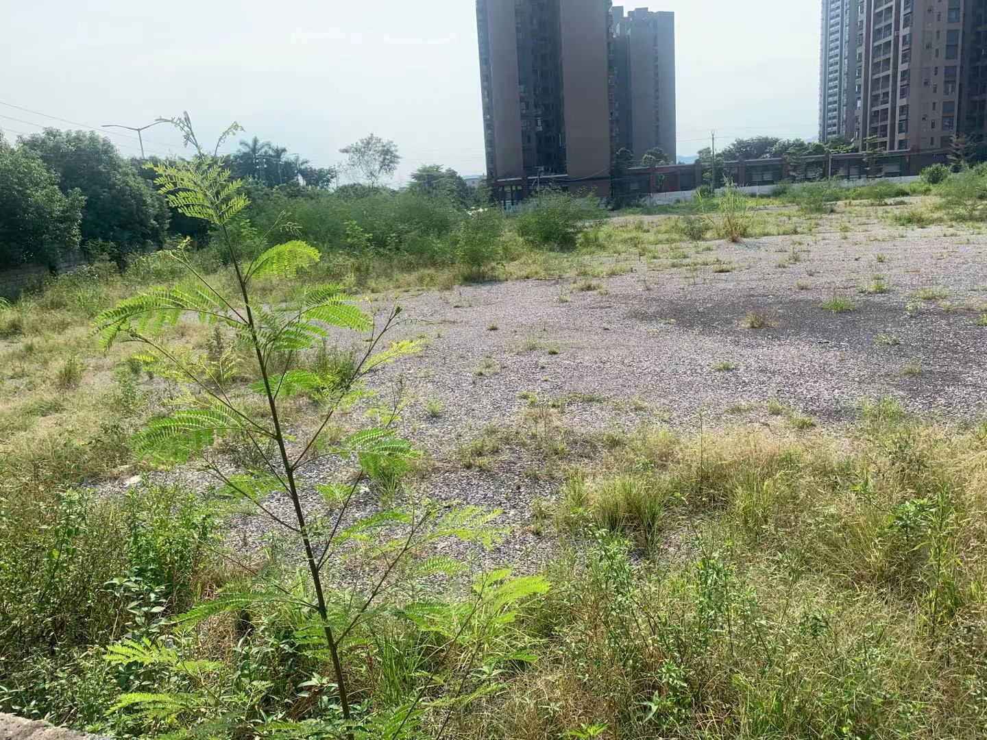 狮岭镇度假村专用道旁空地30亩出租1