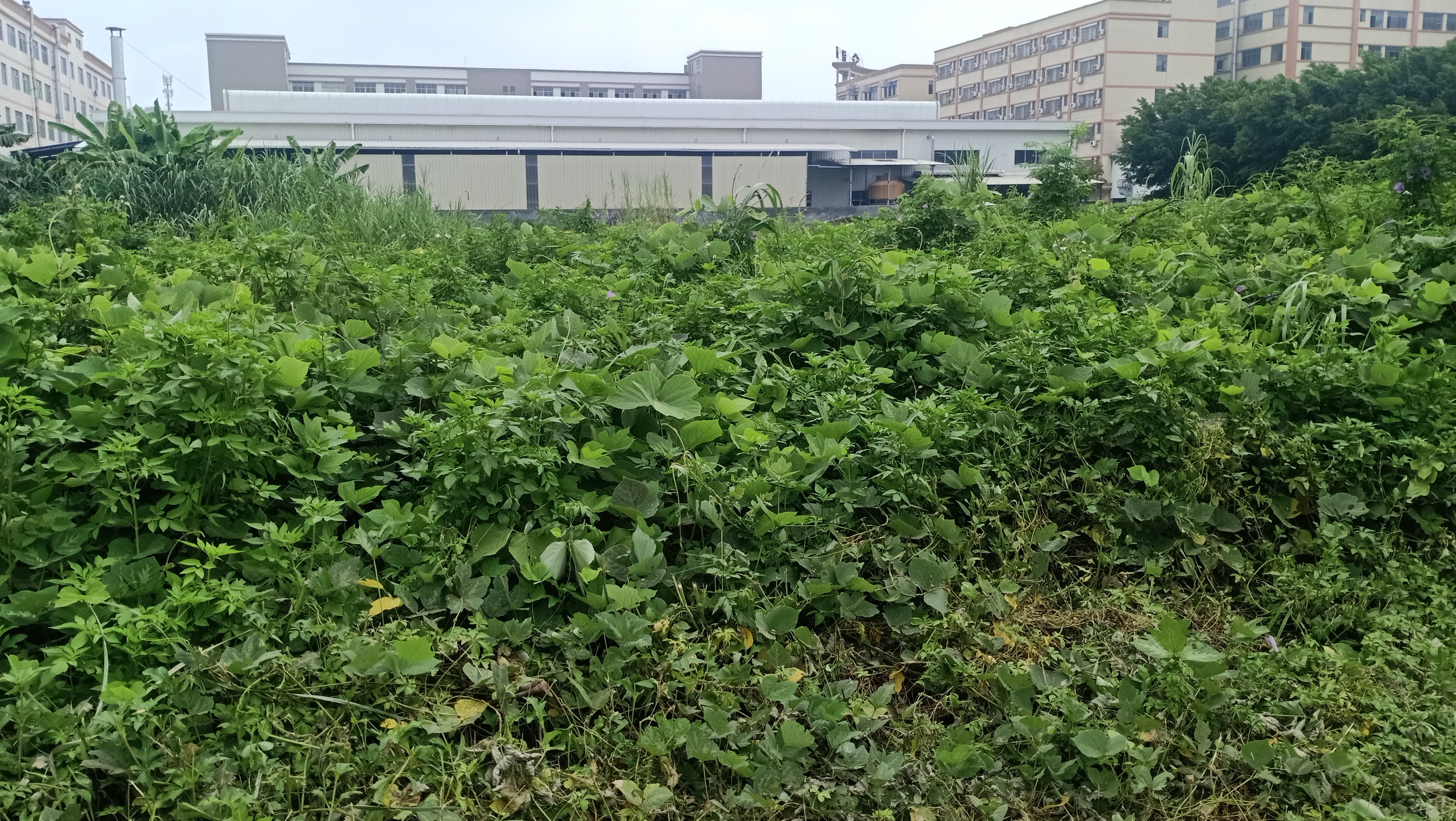 横栏空出10亩工业用地出租2