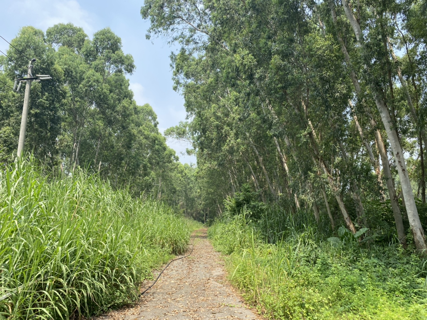 凤岗新出地皮80000平出租2