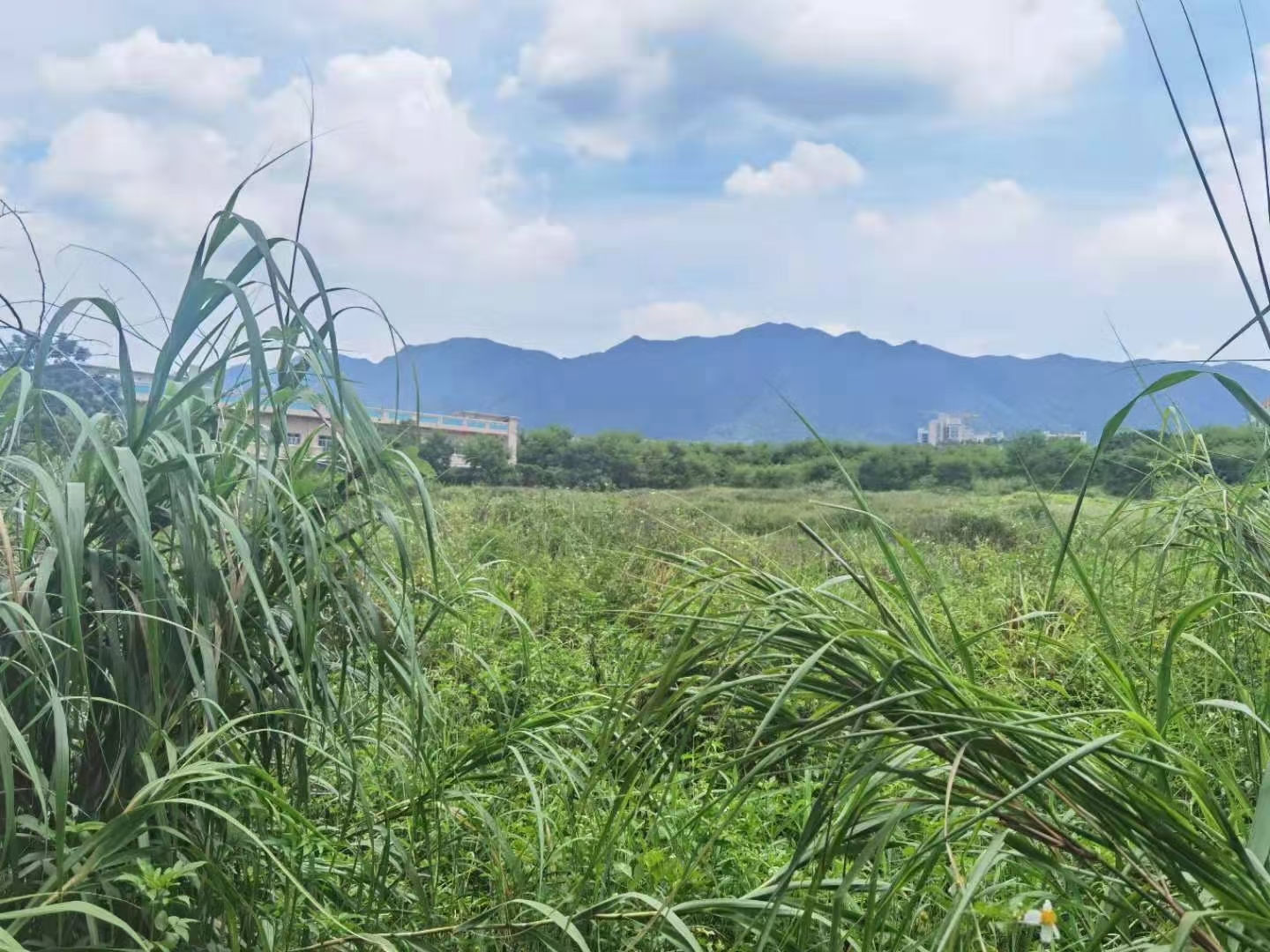 佛山市三水区56亩国有土地出售2