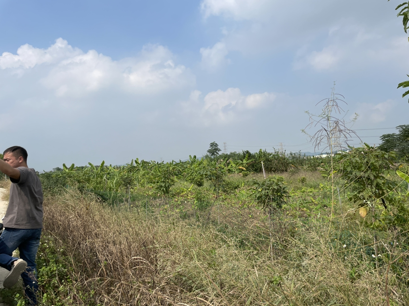 出租，高明区荷城46亩空地，可卖可租，可堆沙石3