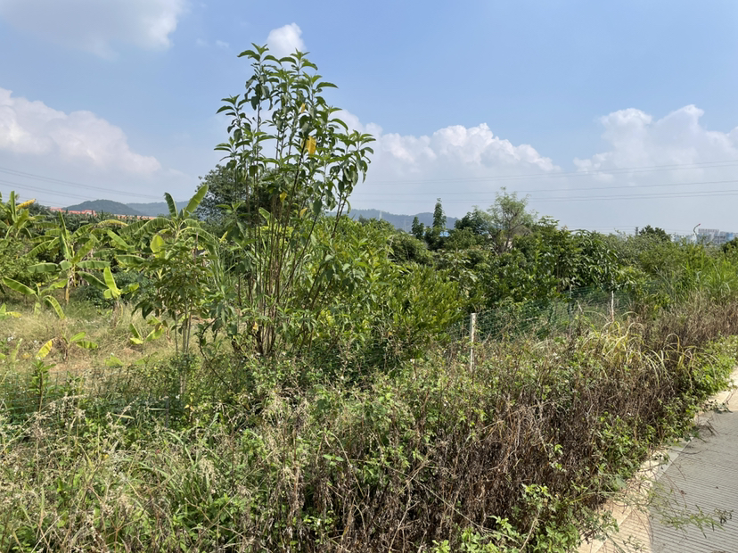 出租，高明区荷城46亩空地，可卖可租，可堆沙石2