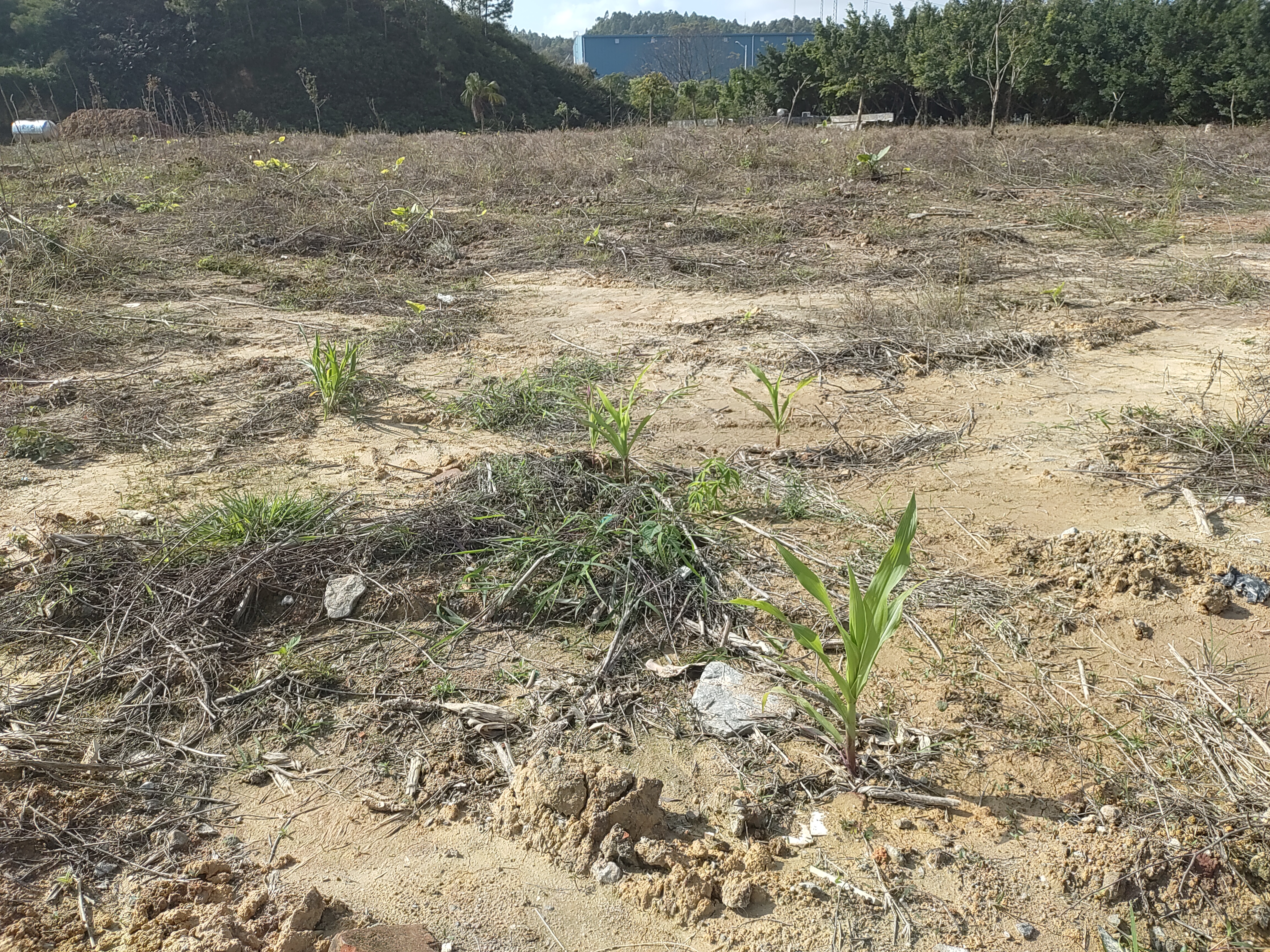 广州增城中新镇出租平价空地，面积共5亩水电到位2