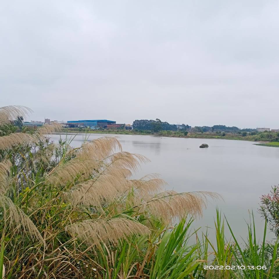 东莞水乡片区鱼塘，农用地共400亩2