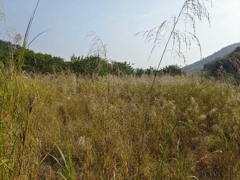 高明明城、现有80亩村集体土地出租、价格优惠、1500元/年2