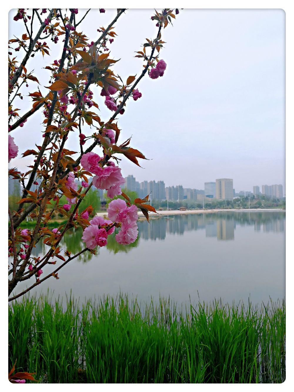 深圳市龙华大浪土地出售，业主帮助报建