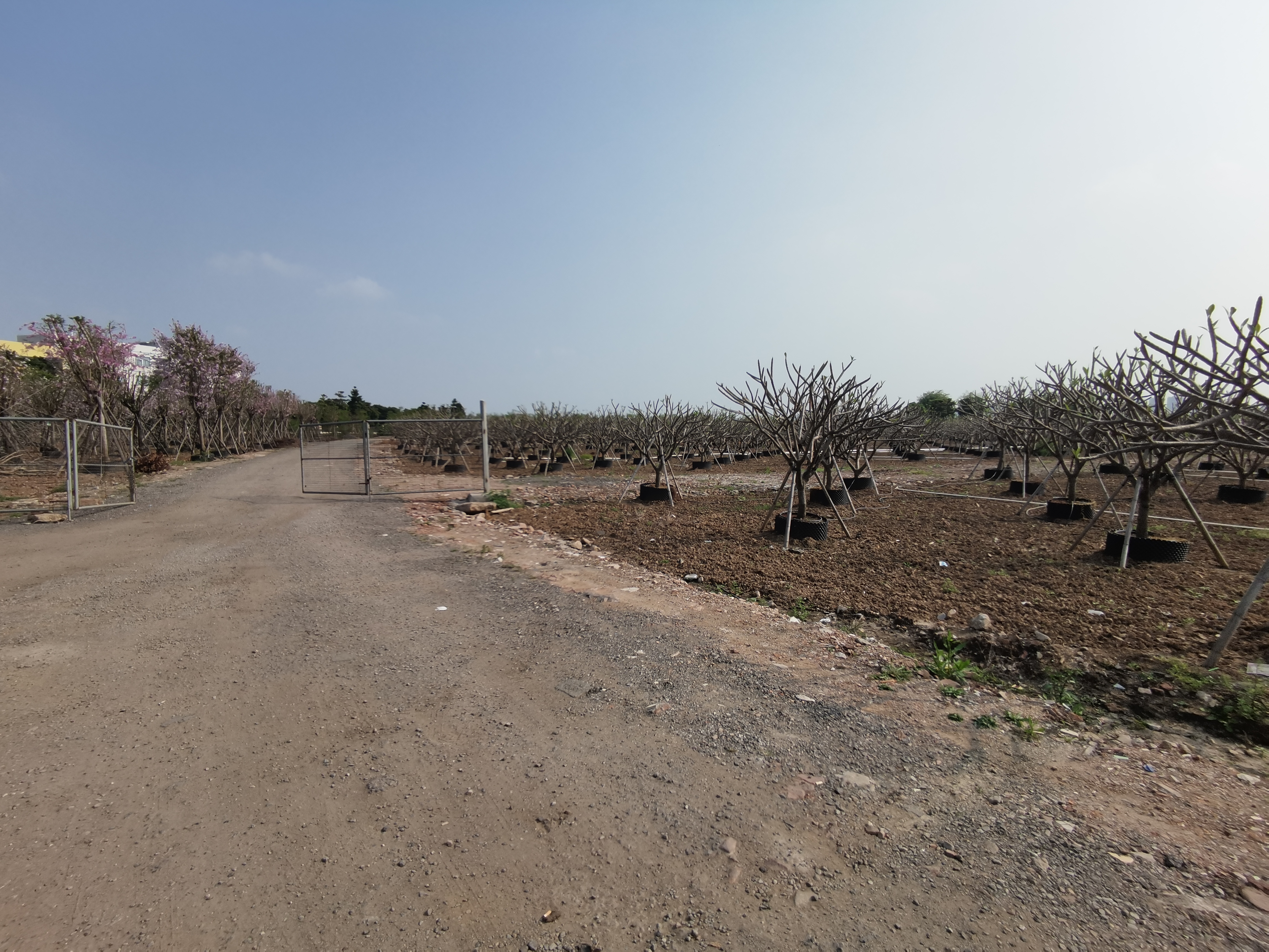 中山石岐土地300亩，带红本产权50年，大小可分割2