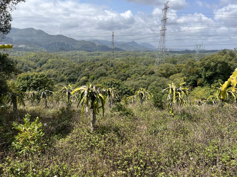 深圳坪山200亩农业综合用地70年合同适合旅游开发文化创意等2