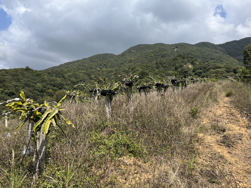 深圳坪山200亩农业综合用地70年合同适合旅游开发文化创意等8