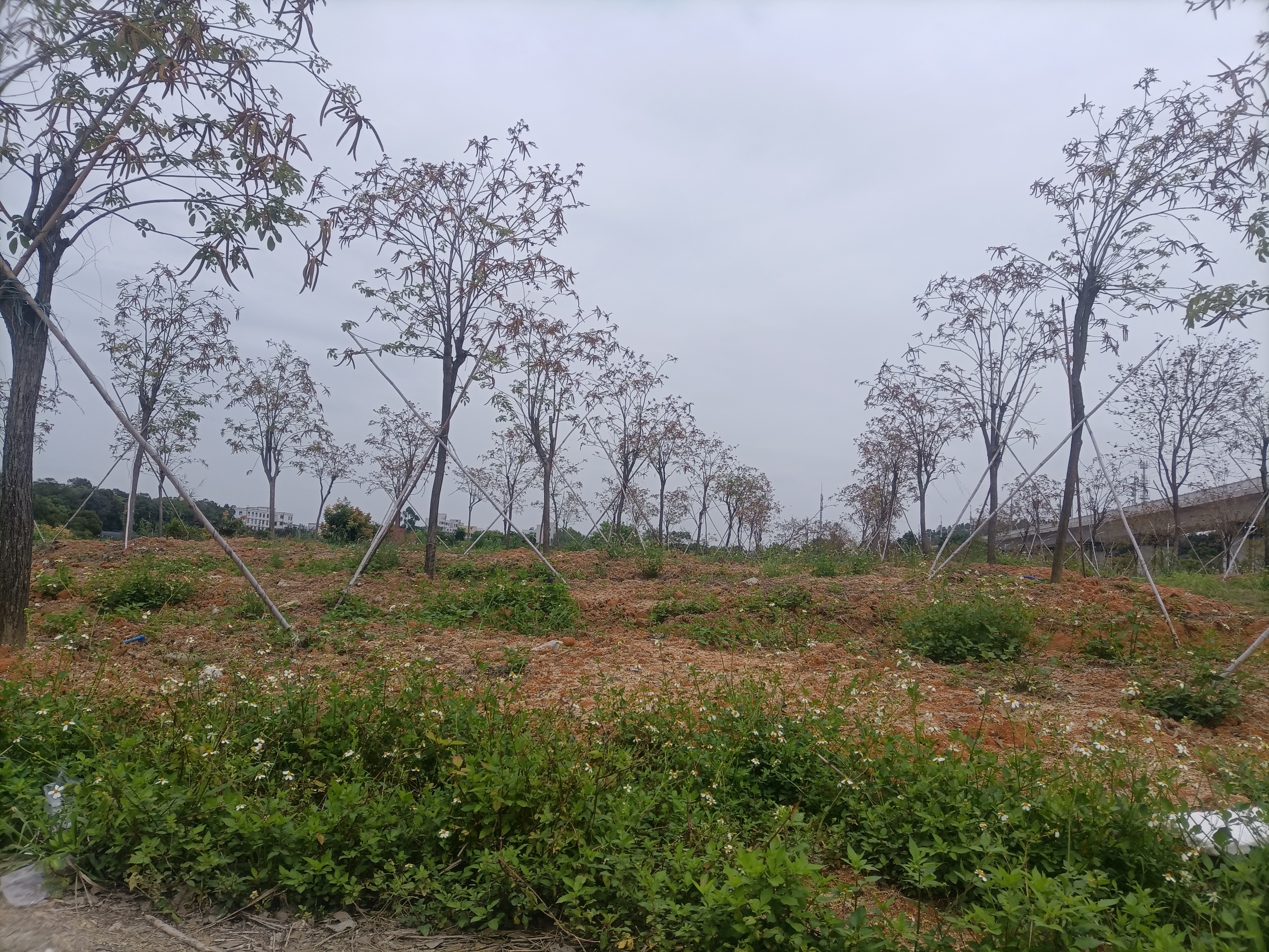 1、大龙茶东村，空地出租，面积6300平方，配电按需2