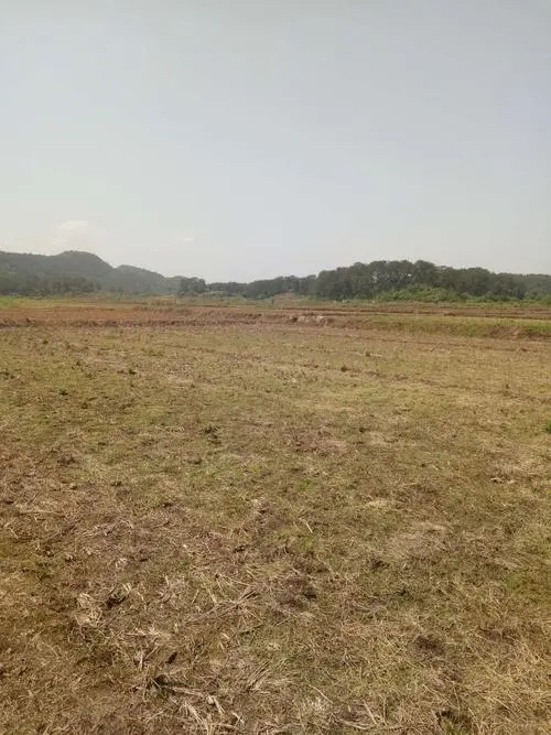 广州花都区花东镇占地11亩国有土地转让1