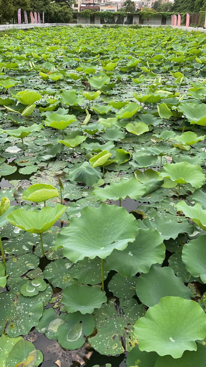 番禺区休闲农庄钓鱼场出租、可分租8