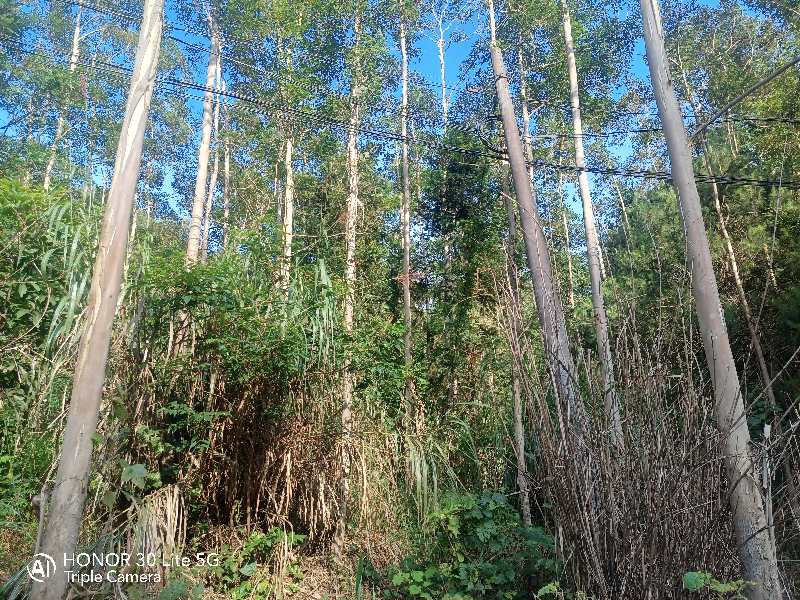 怀集1400亩山地，带树出租（桉树200亩）年限30年2