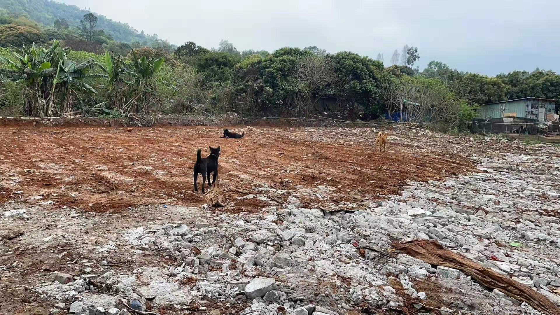 惠阳区新圩塘吓可做物流运输建材存储可做硬化和房东谈空地出租3