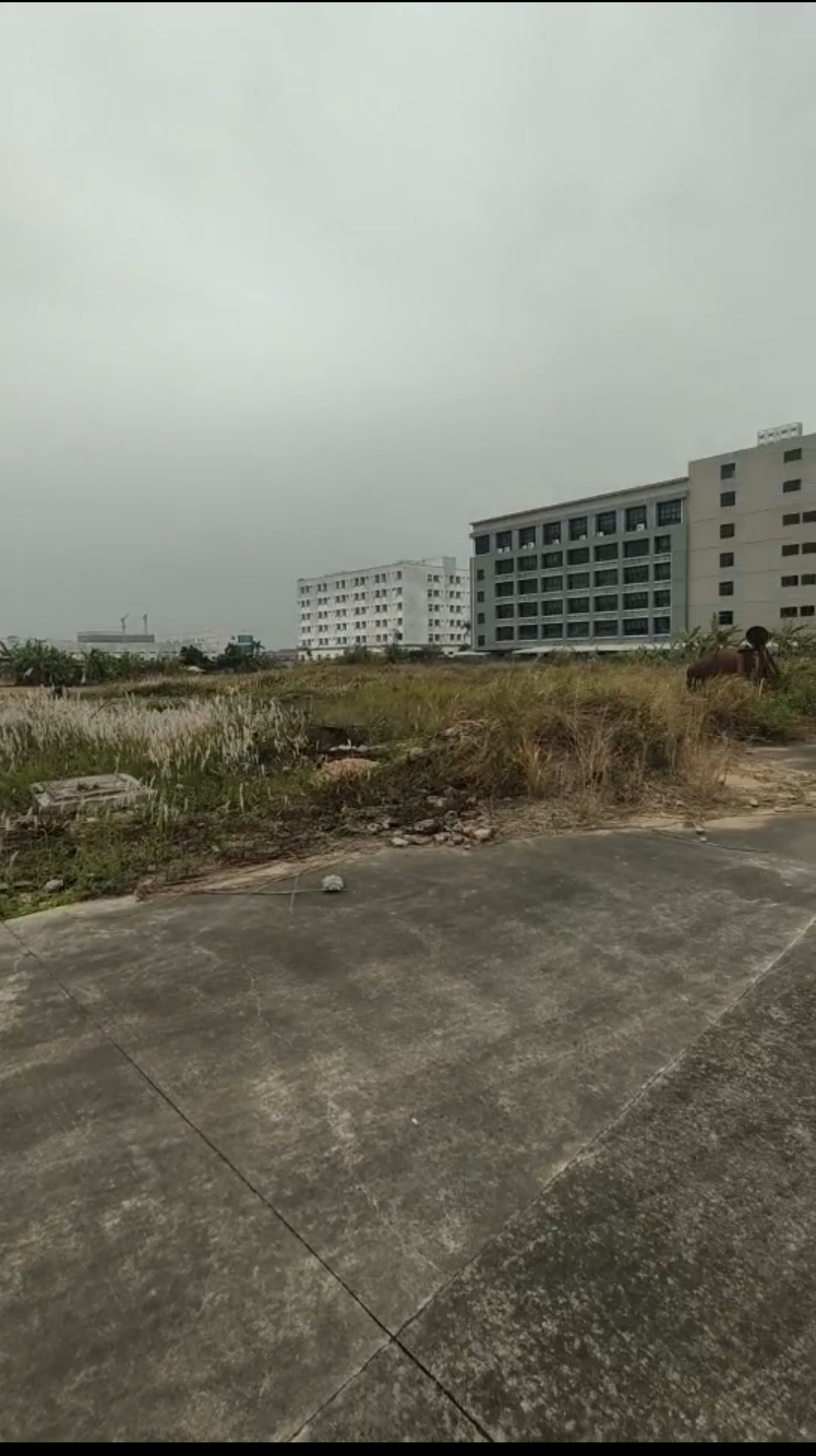 珠海平沙88亩工业区土地低价出售1