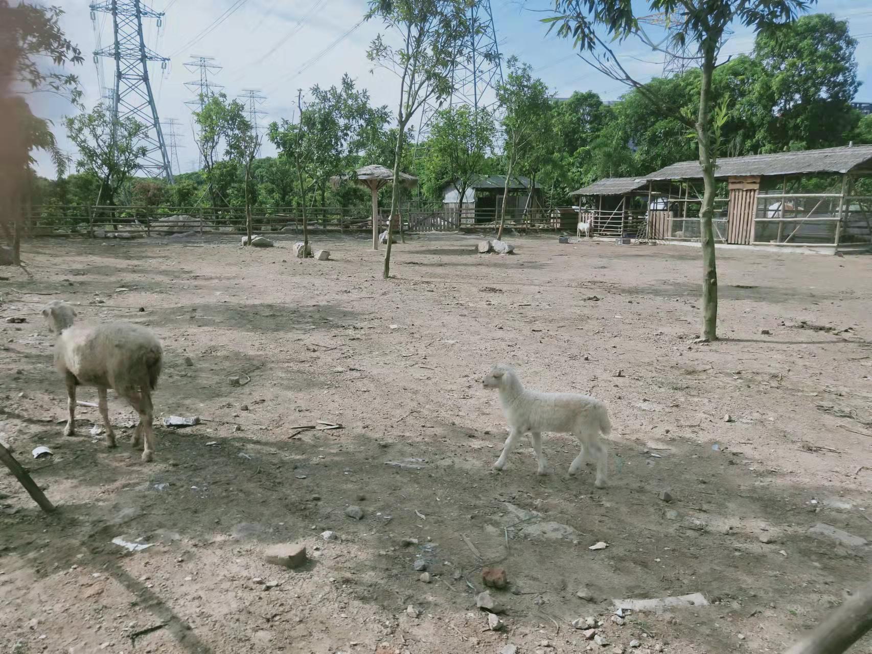 石基81亩农业用地价格实惠3