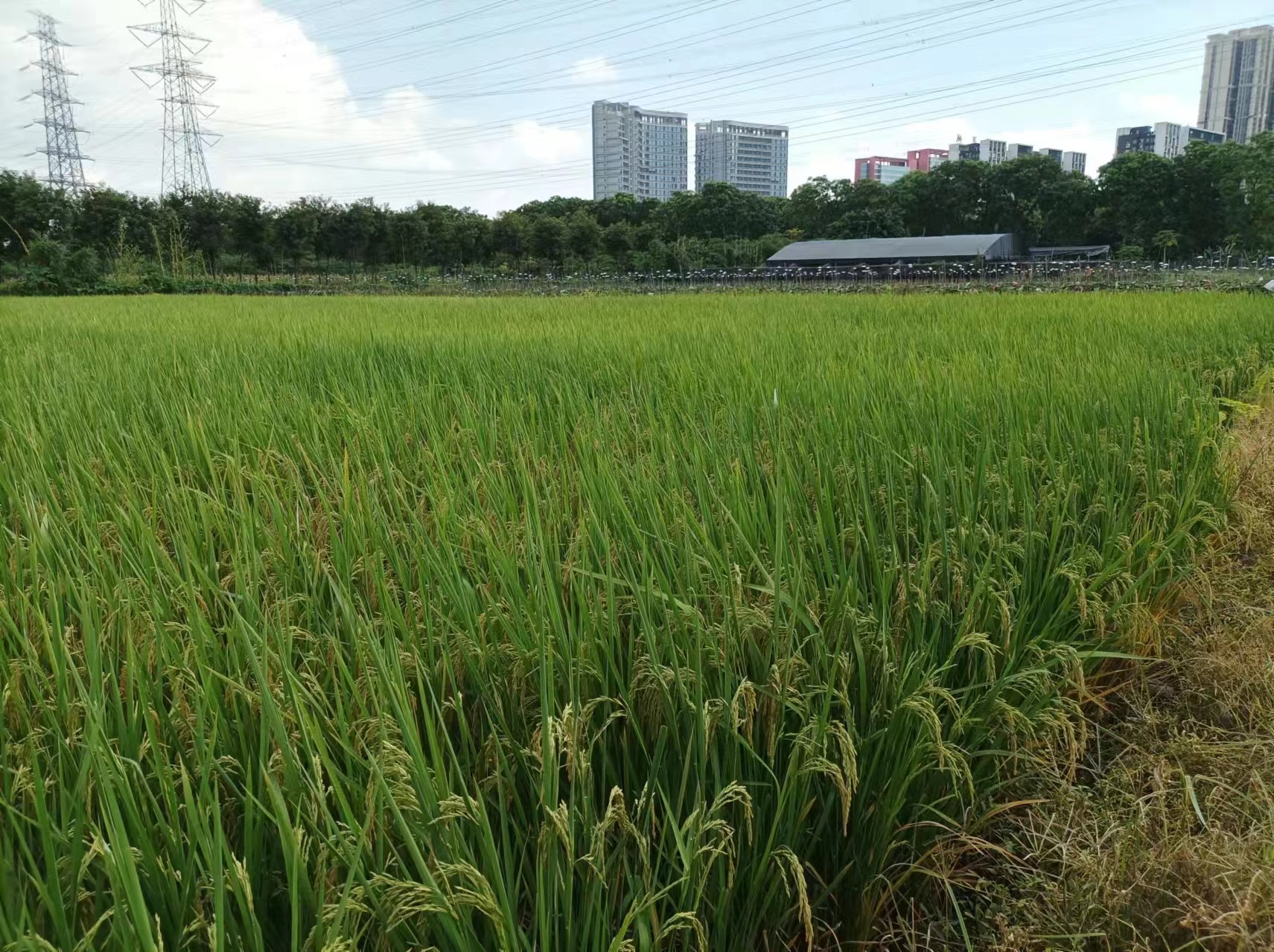 番禺区石基镇海涌路合适做庄园农场5