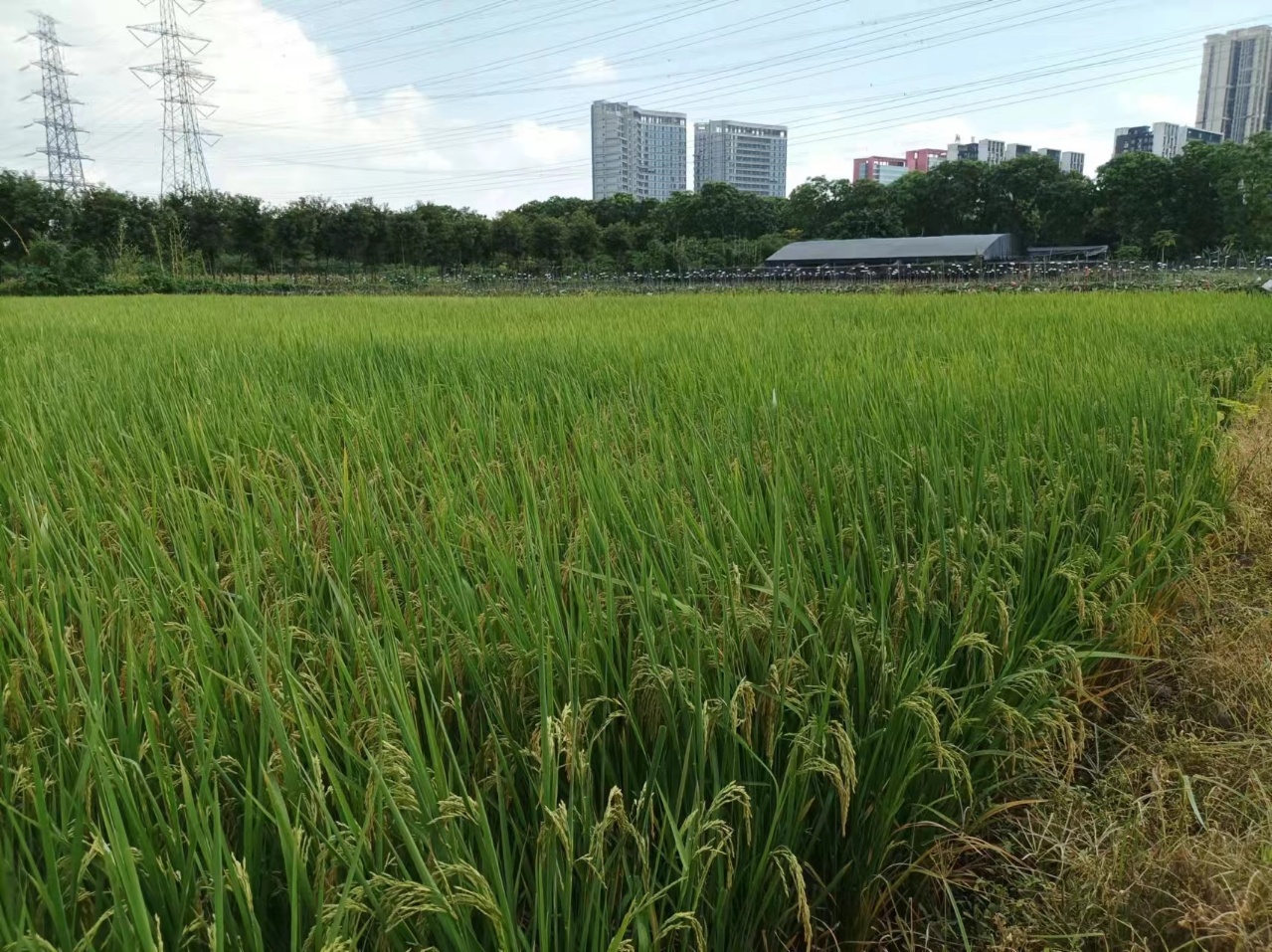 广州南沙区占地50亩土地低价出售！！2