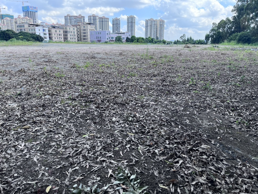 东莞佛山高明区物流仓库120亩土豆出售，可以分卖的3