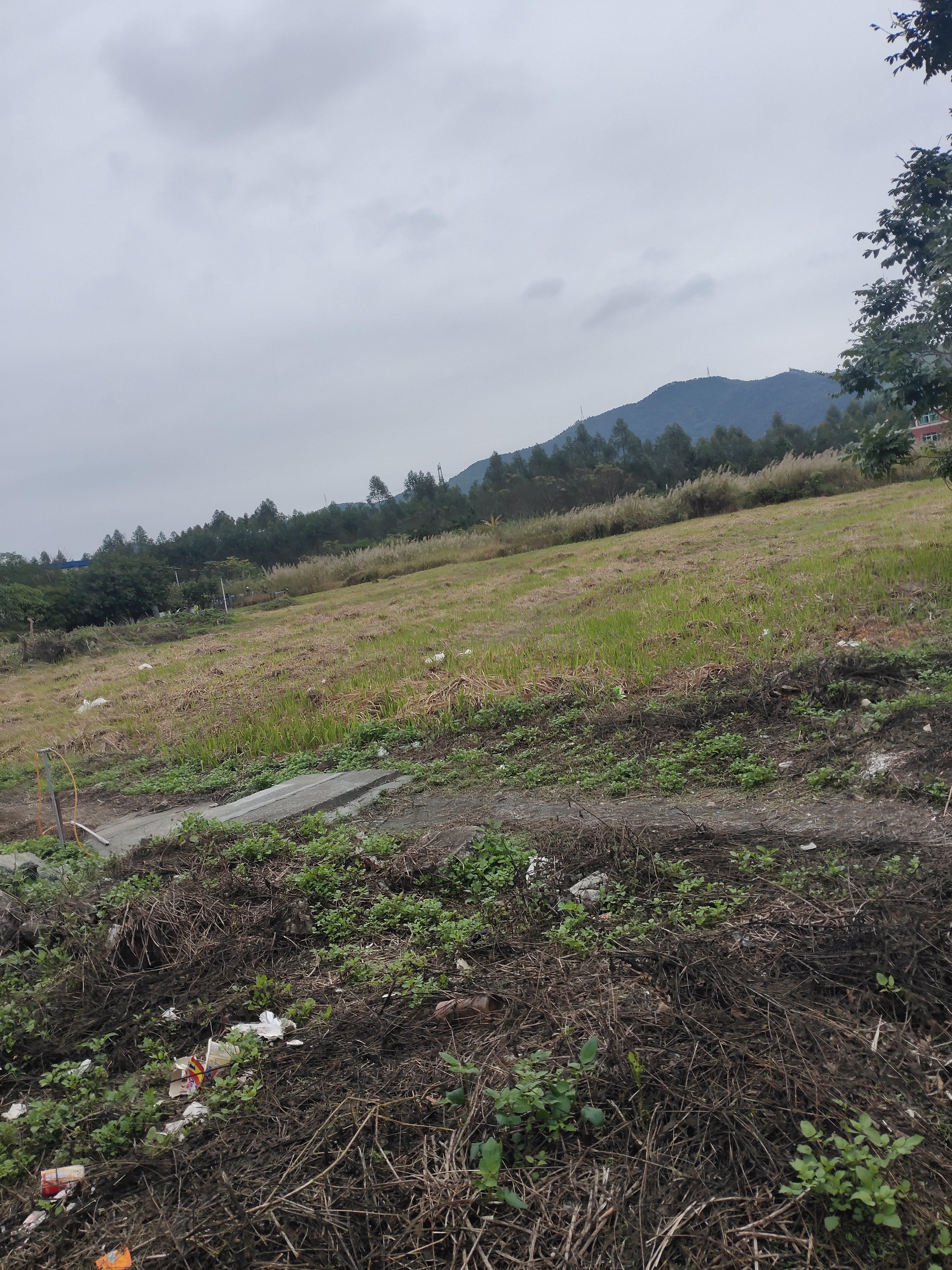 高明区明城镇工业区在建空地出租3