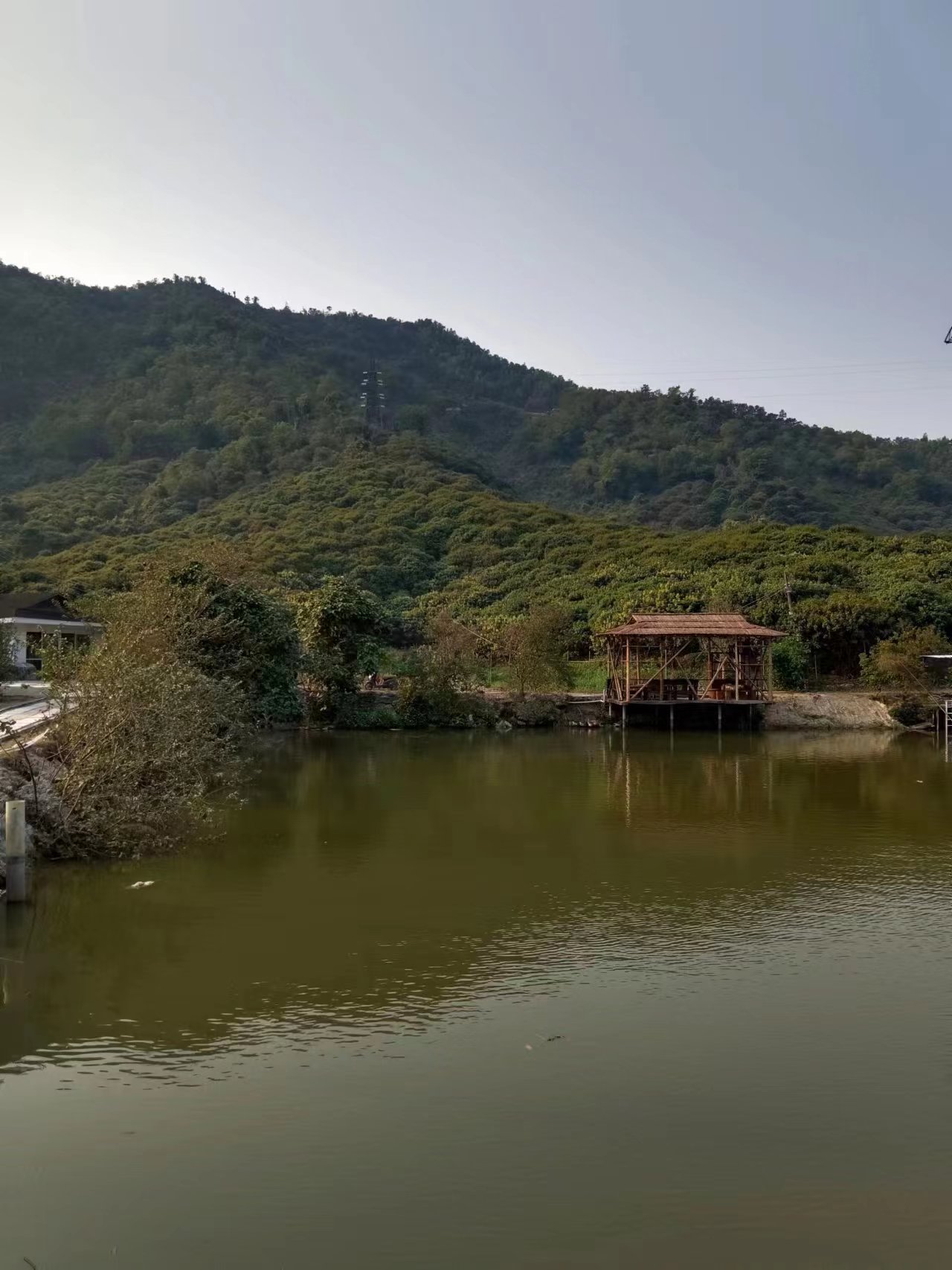 中山市板芙镇原房东农业用地招租，现成农庄凉亭鱼塘风景清静优美8