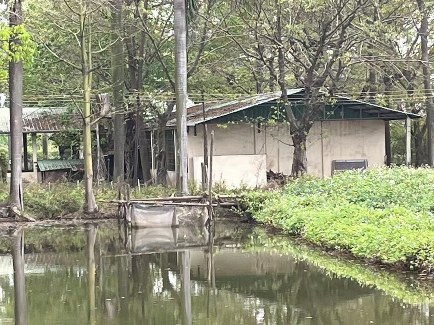 东莞沙田新出200多亩现成露营基地，疗养逛光，钓鱼场，果园6