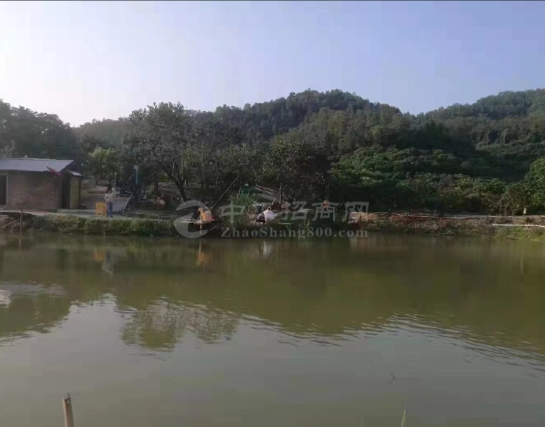 中山五桂山原房东急租100亩地方有鱼塘，果树。可做农家乐