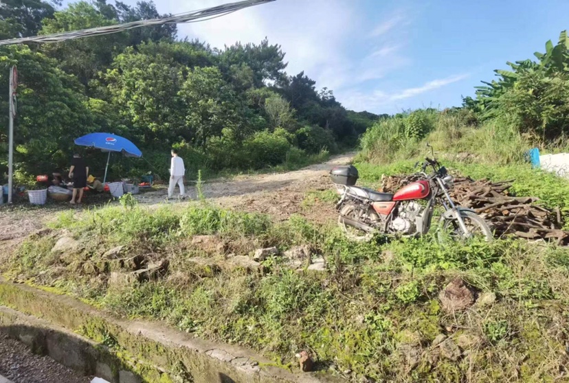 惠州镇隆40亩果园转让30年使用权，里面有400株荔枝树一起4