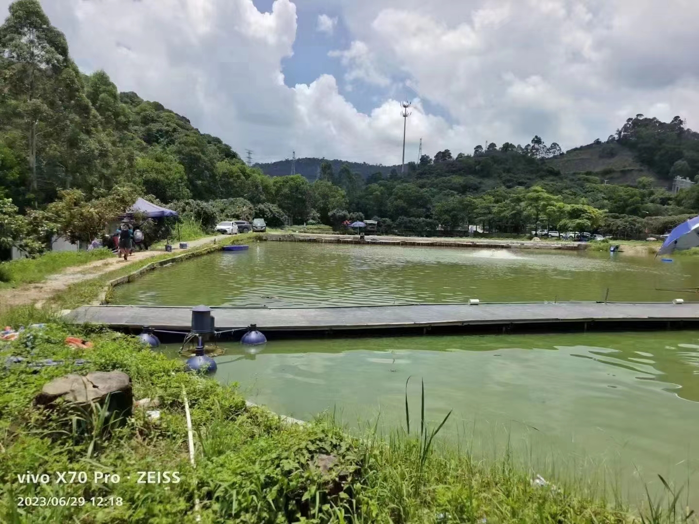 东莞黄江农庄82亩，带鱼塘，菜地有15亩，荔枝有180多颗2