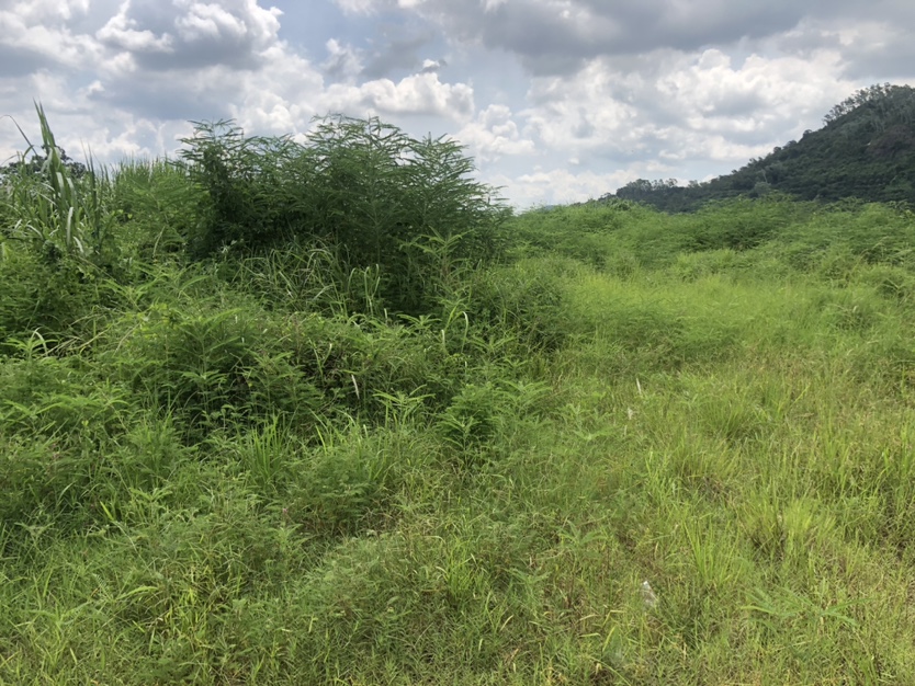 惠东白花占地28055平工业用地出售，业主诚意卖包过户1