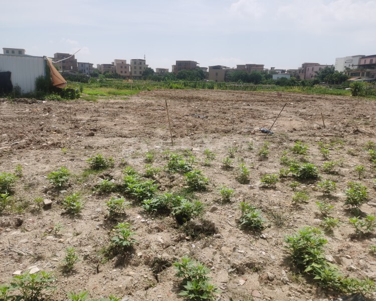 番禺区桥南新出土地20亩，可分租