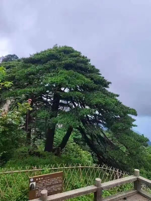 番禺大石原房东土地出租，环境美丽，空气质量好2