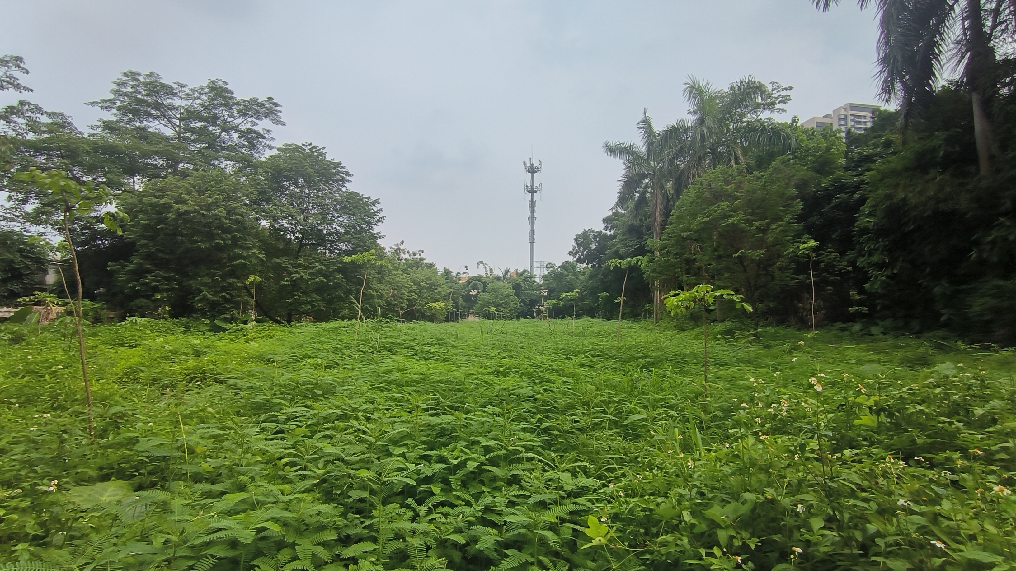 增城区永宁街道，原房东8000方左右空地出租，5块一方1