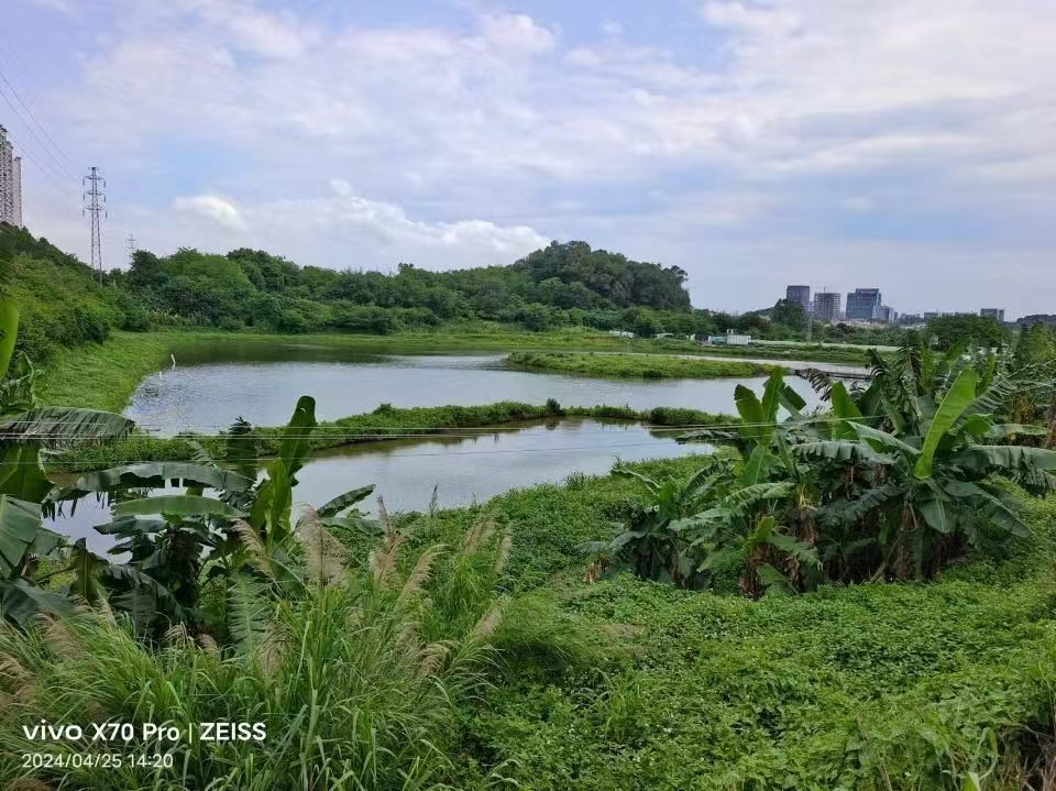 番禺区沙头街道汀根村空地鱼塘70亩2