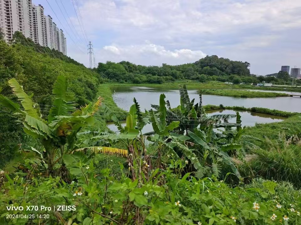 番禺区沙头街道汀根村空地鱼塘70亩3