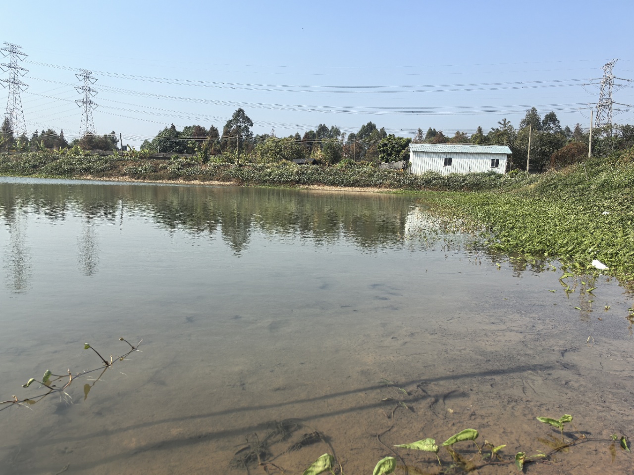 广州番禺渔塘土地出租，价格美丽，交通方便，农庄钓鱼2