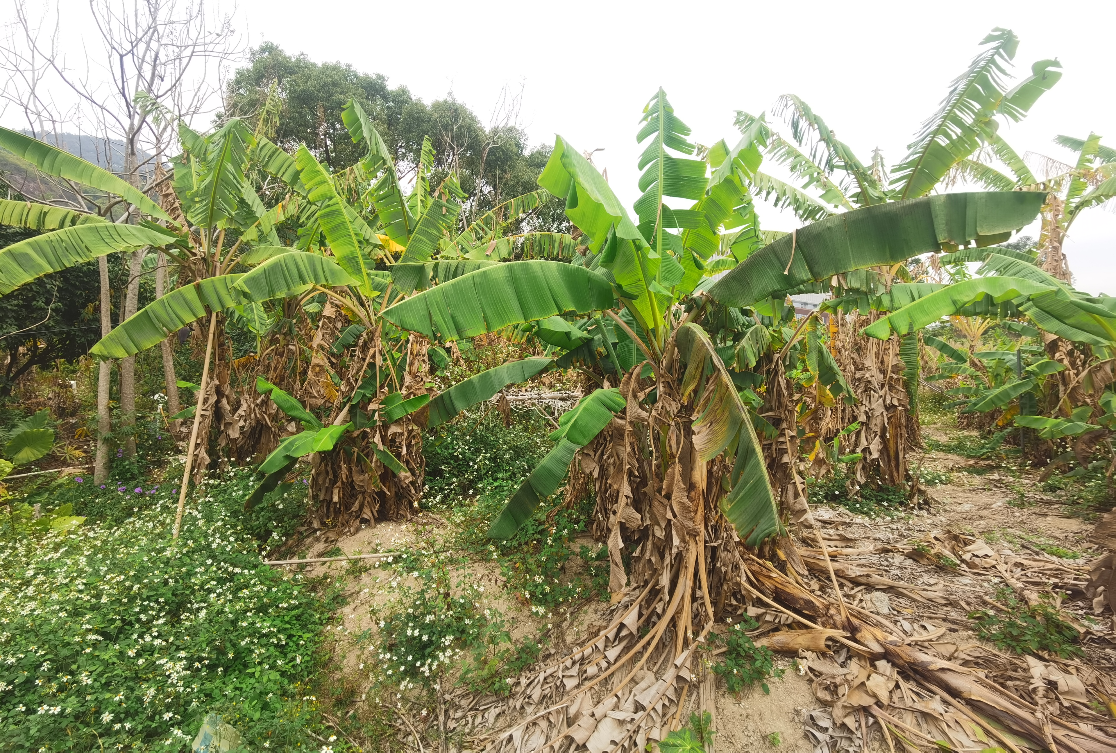 珠海市斗门区乾务镇农业用地出租可种植养殖房东人好价格可谈1