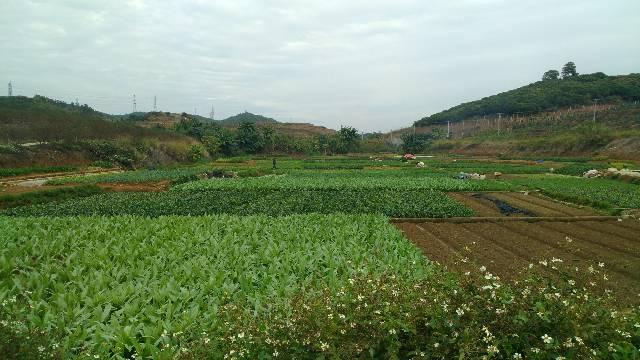 蒲江国有工业用地50年产权带证出售1