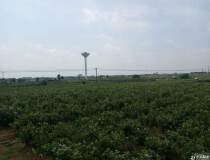 安徽省滁州市来安县350万亩土地出售