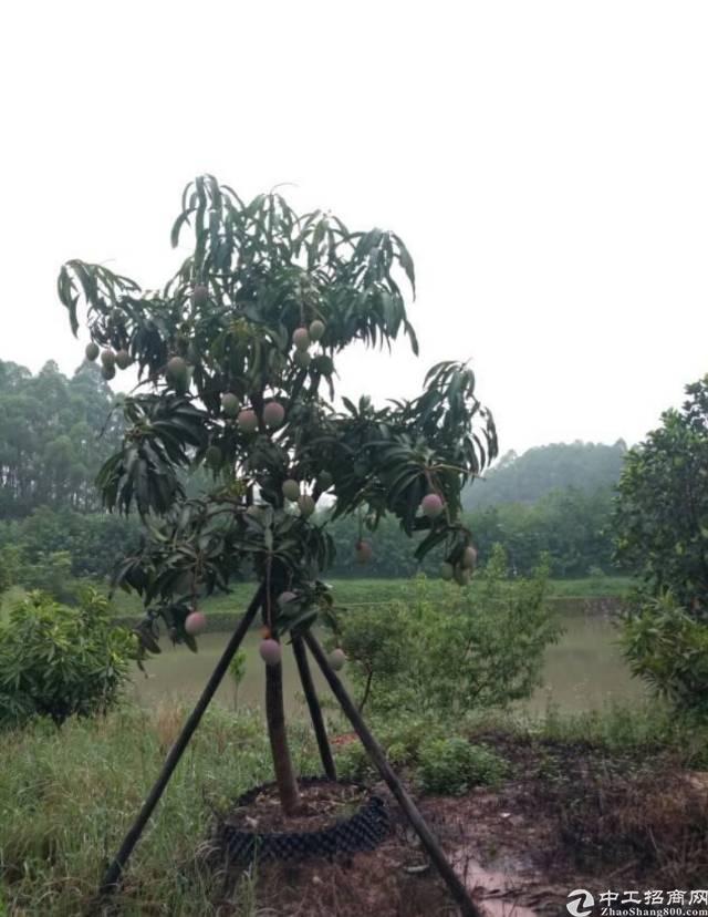 广东江门高新产业园国有证土地低价出售1