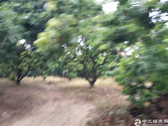 湖南衡阳，国有土地出售，80亩，招卖挂