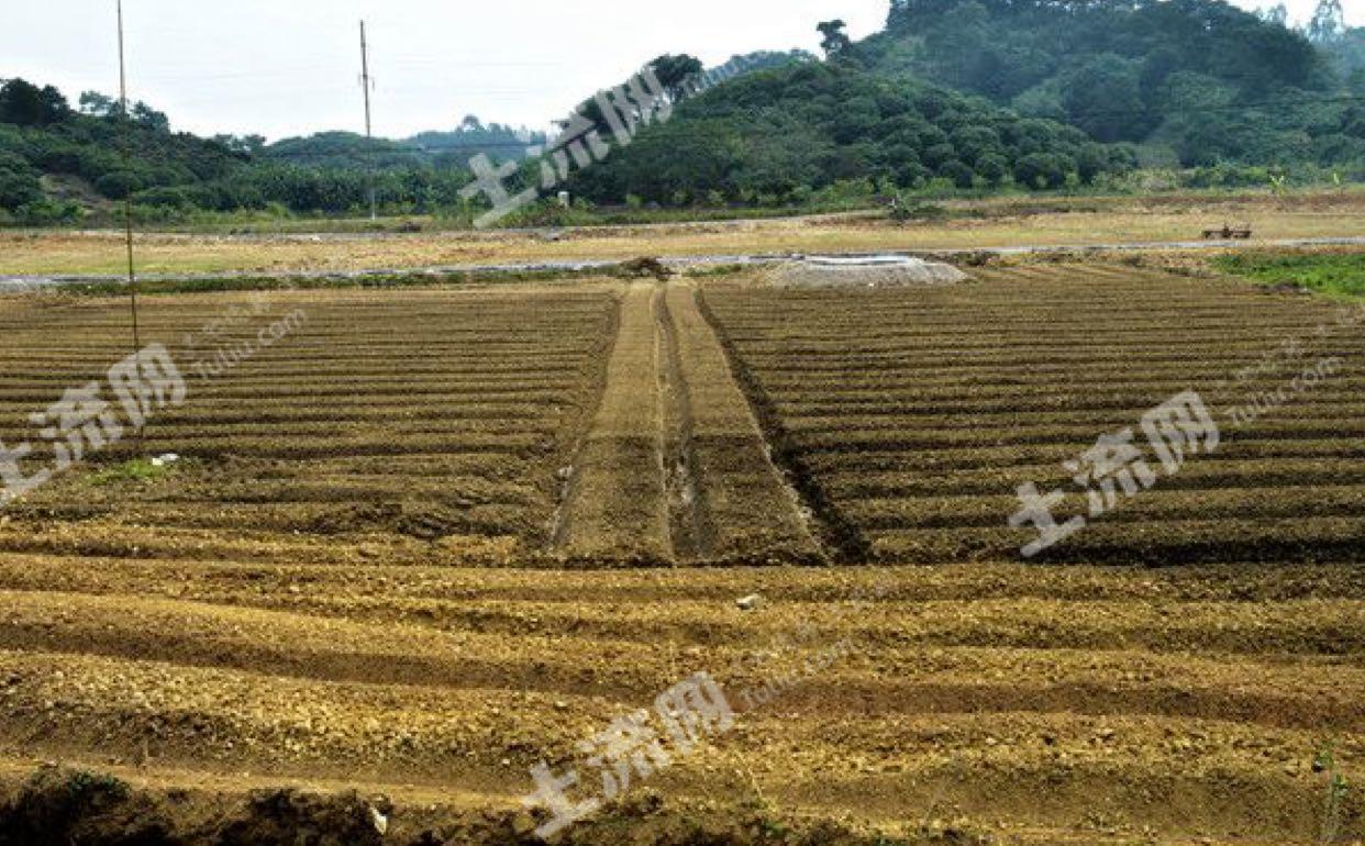 广州天河区200亩水浇地出租1