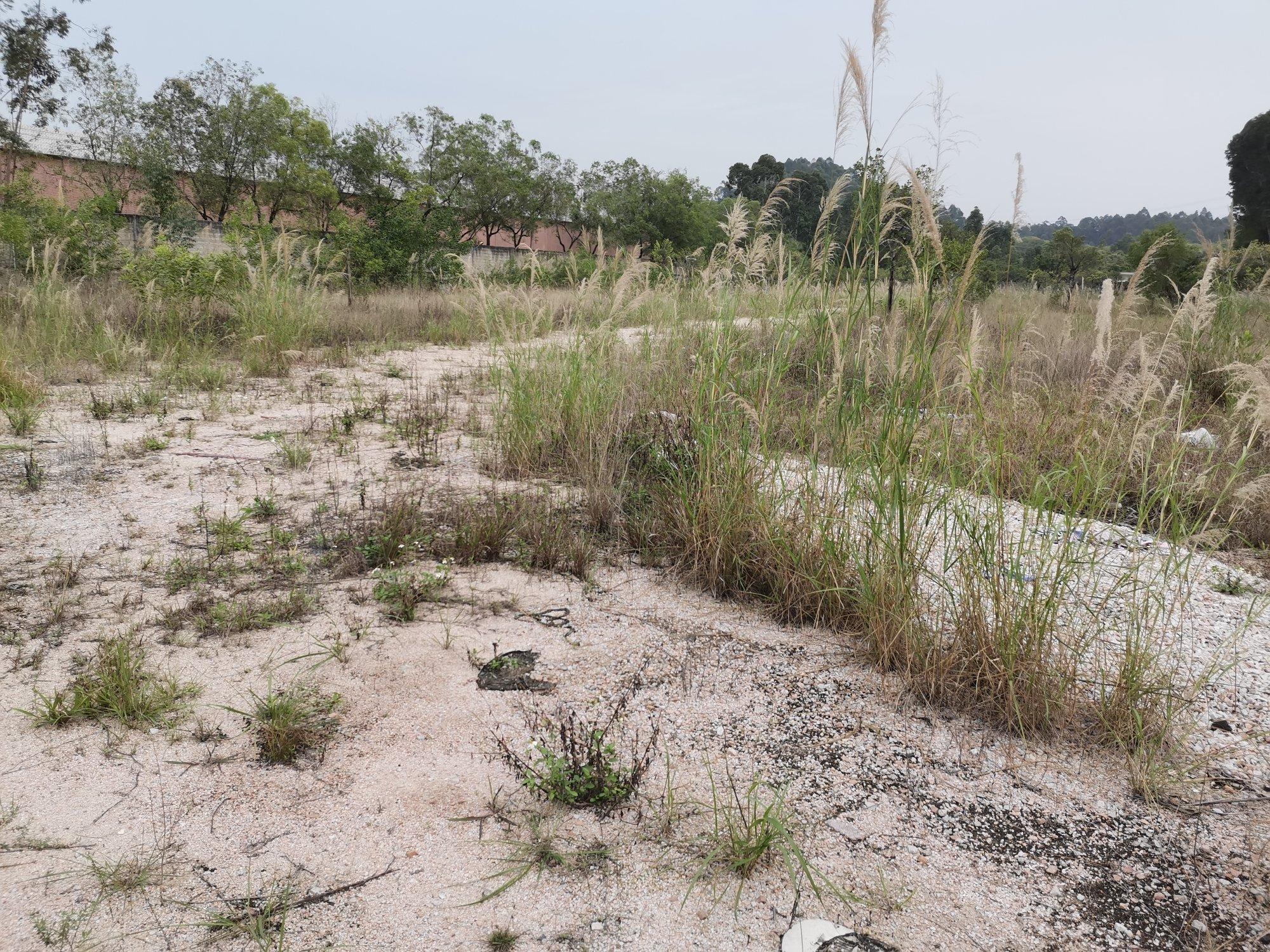 狮岭镇43亩空地出租1