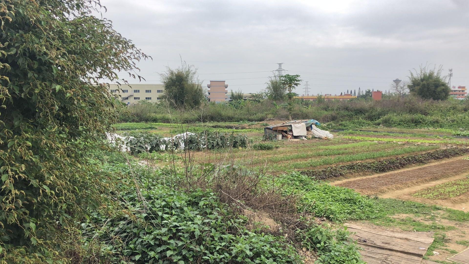 新出土地100亩，资源直接对接房东1