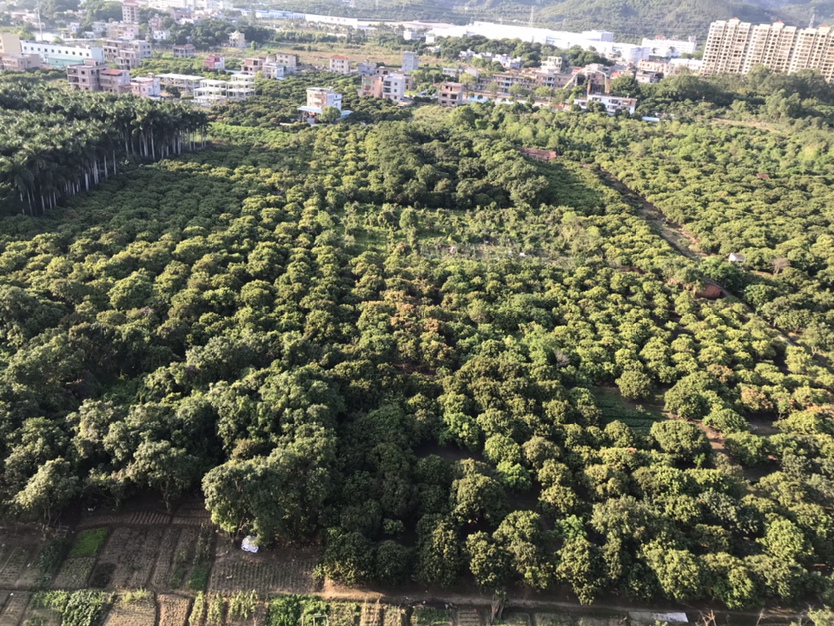 龙溪11亩农村个人土地出售